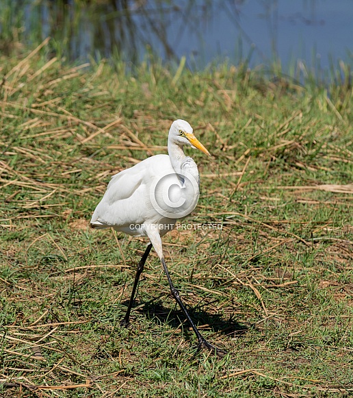 Yellow-billed Egret Yellow-billed Egret
