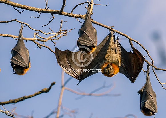 Grey-headed Flying Foxes Grey-headed Flying Foxes