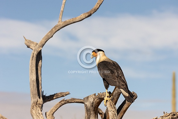 Crested Caracara, Caracara plancus cheriway