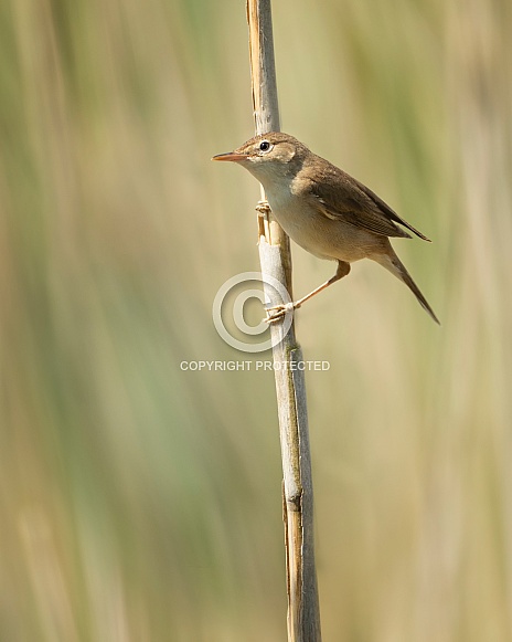 Reed Warbler Reed Warbler