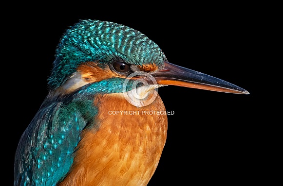 Kingfisher Portrait Kingfisher Portrait