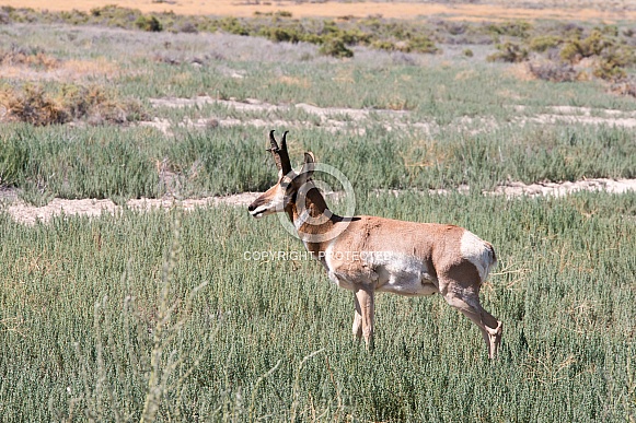Wile Antelope, Pronghorn