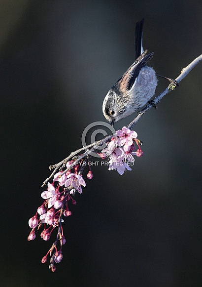 Long tailed tit Long tailed tit