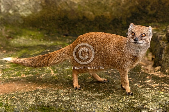 Yellow Mongoose Full Body Shot