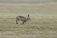 Hare or hares of jackrabbit in nature.
