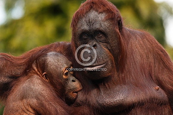 Bornean Orangutan and Baby
