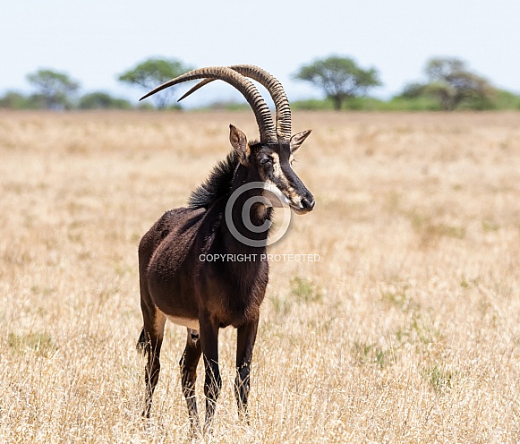 Sable Bull Sable Bull