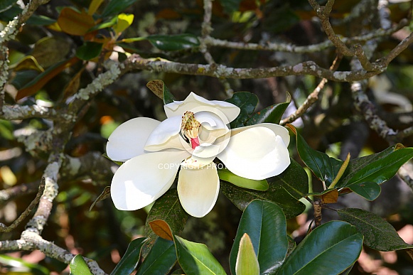 Southern Magnolia Southern Magnolia