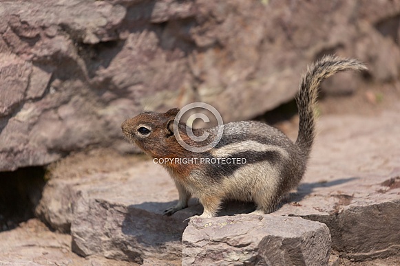 Golden mantled ground squirrel, Callospermophilus lateralis Golden mantled ground squirrel, Callospermophilus lateralis