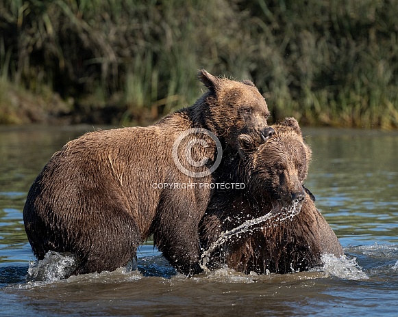 Two bears wrestling in the water Two bears wrestling in the water