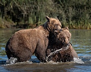 Two bears wrestling in the water