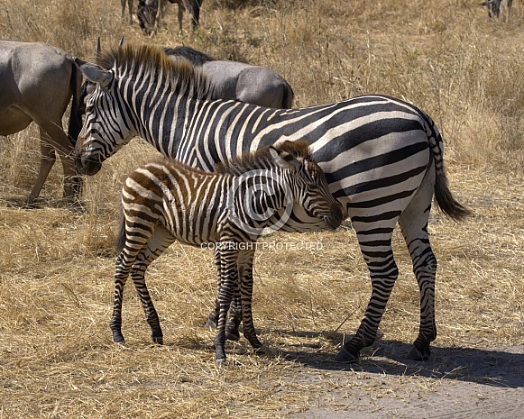 Zebra Mother & Calf