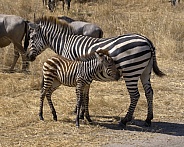 Zebra Mother & Calf