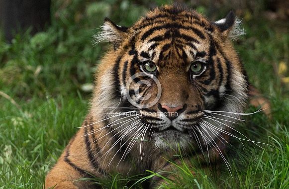 close up samatran tiger looking forward