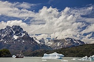 Laro Grey - Patagonia - Chile