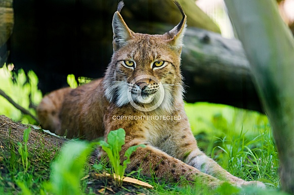 Siberian Lynx Siberian Lynx