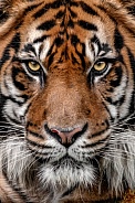 Sumatran Tiger