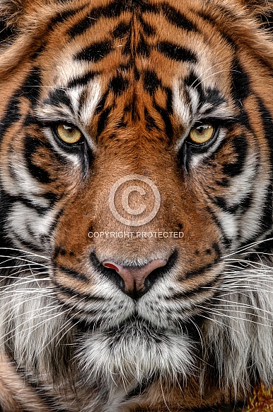Sumatran Tiger