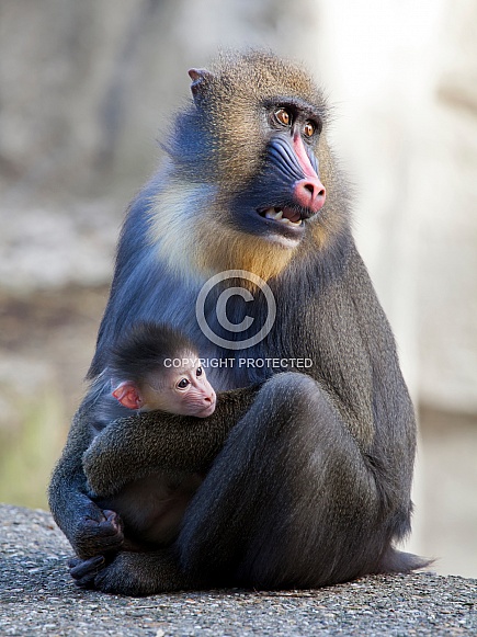 Mandrill (Mandrillus sphinx)