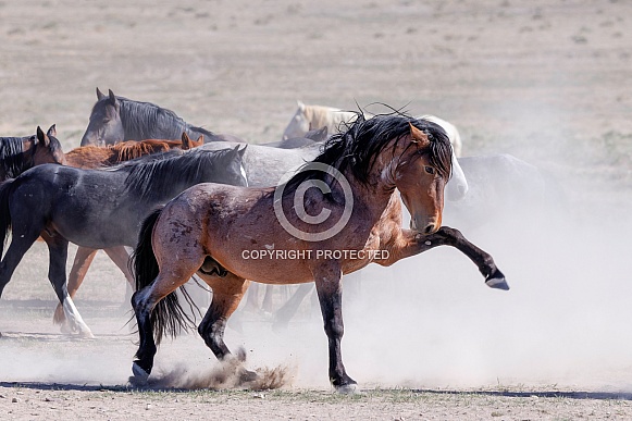 Wild Horse— Onaqui Mountains, Utah