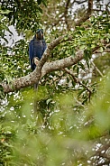 Hyacinth macaw in the nature habitat