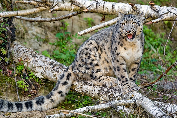 Snow leopard posing