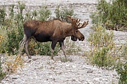 The moose or elk (Alces alces)