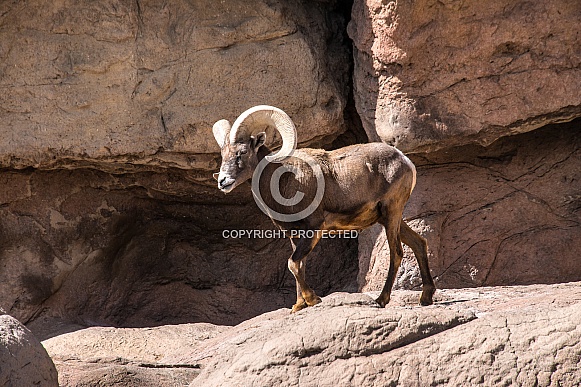 A big horned sheep