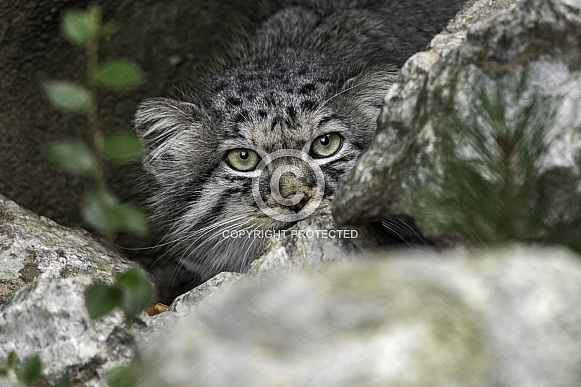 Manul/Pallas Cat Looking Out Of Hiding Place In Rocks