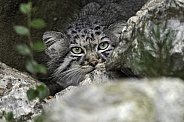 Manul/Pallas Cat Looking Out Of Hiding Place In Rocks
