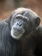 Chimpanzee (Pan troglodytes)