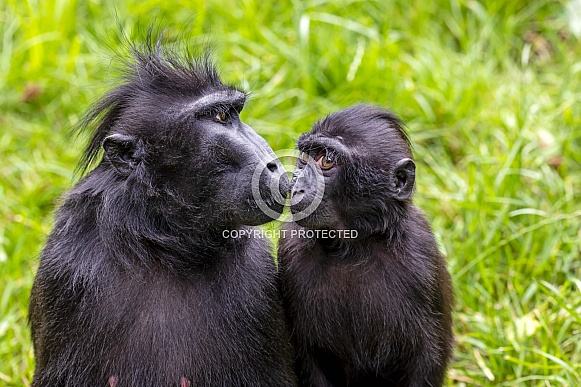 Crested macaque (Macaca Nigra) Crested macaque (Macaca Nigra)