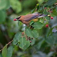 Cedar Waxwing with Berry