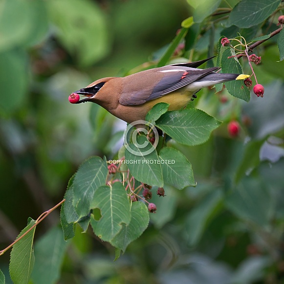 Cedar Waxwing with Berry Cedar Waxwing with Berry