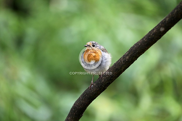 European robin (Erithacus rubecula)