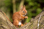 Isle of Wight Red Squirrel