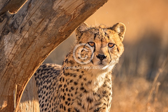 Cheetah Cheetah