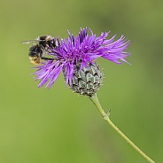 Bee on Thistle