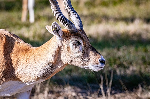 Blackbuck Antelope Blackbuck Antelope