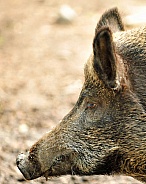 wild boar female