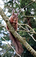 Red Squirrel