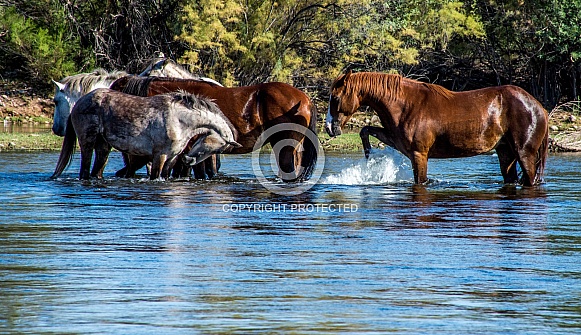 Gila River Wild Horses