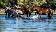 Gila River Wild Horses