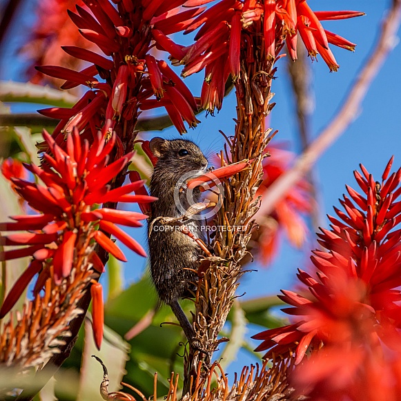 Four-striped Grass Mouse Four-striped Grass Mouse