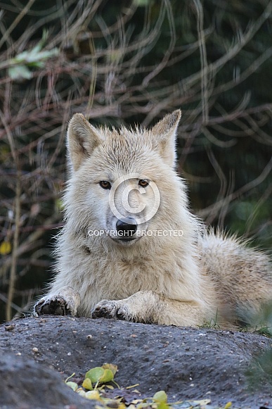 hudsonbay wolf