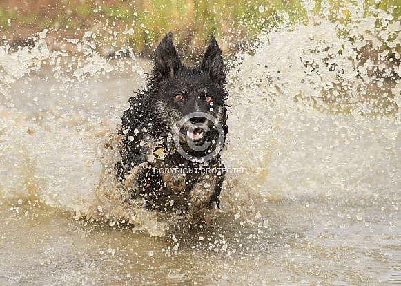 Border Collie in Water