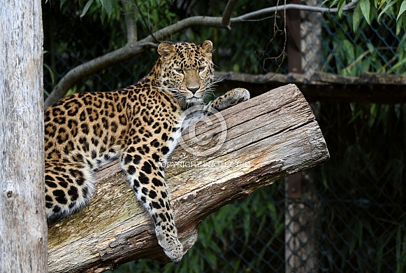 Amur Leopard