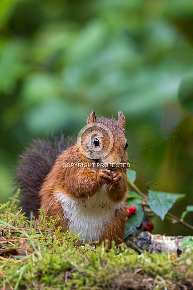 Red Squirrel Red Squirrel