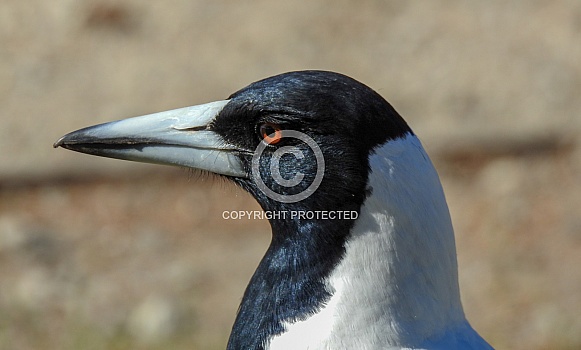 Australian Magpie