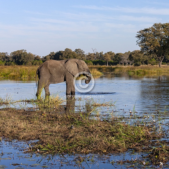 African Elephant (Loxodonta african)